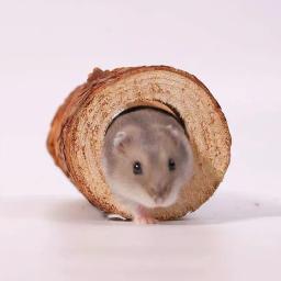 Túneis naturais de hamster, Túnel de esconderijo resistente à mordida Brinquedo molar, Cães e gatos interiores, Acessórios para cães - Image 4