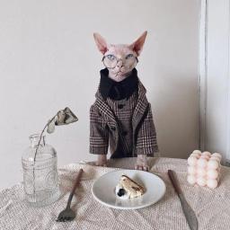 Roupa estilo britânico para casais, roupa de gato sem pêlos, camisa para gatos, Devon Rex, maré, nova, outono e inverno - Image 3