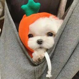 Com capuz de lã quente para cães, roupa ao ar livre, camisola do cão, roupas de cachorro, casaco de design bonito, novo, 1pc - Image 6