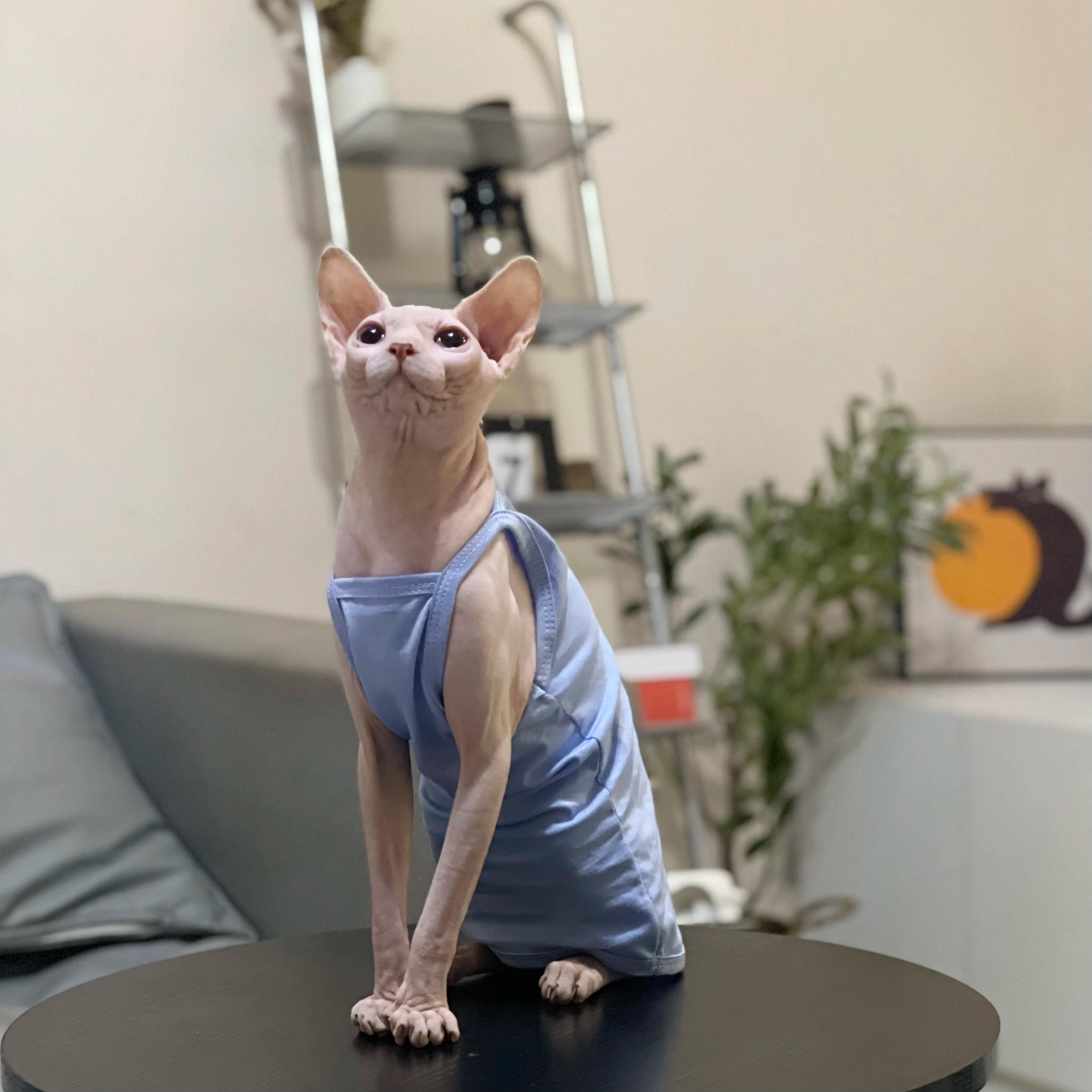 Multicolor Sphynx Pet Clothes para gatos, Roupas de gatinhos de algodão, Camisola de gatos respiráveis, Soft Devon Rex Clothing - Image 1