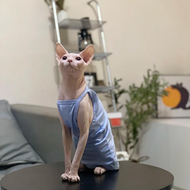 Roupas Coloridas e Confortáveis para Gatinhos: Camisolas de Algodão Respiráveis para Gatos Sphynx e Devon Rex