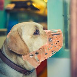 Focinho de treinamento ajustável para cães, controle antimordida, mordida e latido, tipo cesta, animal de estimação, cachorro, tamanho XS - Image 4