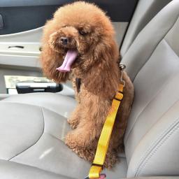 Cinto de segurança ajustável para cães e gatos, guia para cães, coleira pequena e média, acessório de viagem - Image 3