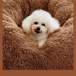Cama para cães médios com sono profundo, Sofá-cama para cães pequenos e grandes, Canil quente para cachorro, Acessórios para animais - Image 5