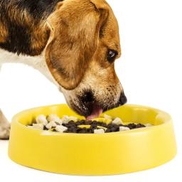 Antichocking cerâmica Pet Bowl, Puppy Food Plate, Messfree Bowl, Alimentação seca de alimentos, Rega Suprimentos - Image 2