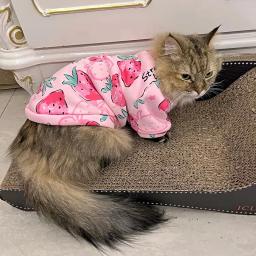 Terno bonito de gato estampado, pulôver quente para gatos, suéter macio para gatinho Kedi, roupas Sphynx, primavera e outono - Image 6