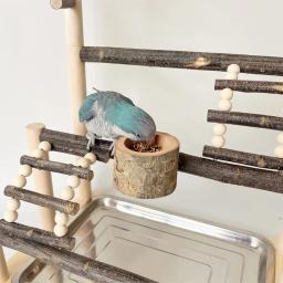 Suporte de poleiro de madeira natural para playground de pássaros, papagaio, com bandeja de aço inoxidável, escada, copo de alimentação para pássaros, acessórios de suprimentos - Image 3