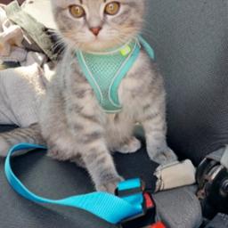 Trela de segurança ajustável para cães e gatos, cinto de segurança para carros, amortecedor de nylon, acessório para animais - Image 3