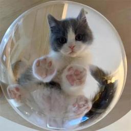 Rodada Transparente Cão Porthole Janela De Vidro, Cerca De Animais De Estimação, Cuidado, Cúpula Durável, Folha De Acrílico, DIY
 - Image 4