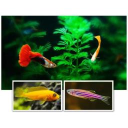 1 garrafa de peixe flocos para peixes tropicais peixes marinhos ornamentais aquário tanque de peixes alimentos de alimentação delicioso comida de peixe - Image 5