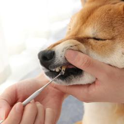 Ferramentas de limpeza dupla face dentes para animais de estimação, cães e gatos removedor de tártaro dental pedras escova de dentes, aço inoxidável raspador Pet Supplies - Image 2