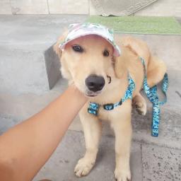 Boné para animais de estimação com buracos para a orelha ajustável, para cães grandes, médios e pequenos, verão, chapéu de sol para caminhadas ao ar livre, produtos para animais de estimação - Image 2