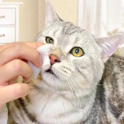 Universal Pet Eye Wipes, Limpeza de cães e gatos, Toalhetes úmidos Tearmark, Sem irritação, Produtos de limpeza, 100 enlatados - Image 5