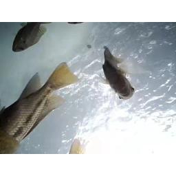 Câmera de pesca subaquática com 8 LED Night Vision, conexão sem fio, IP68 impermeável, Fish Shape, barco, Ice Acessórios Pesca - Image 5