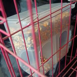Alimentadores impermeáveis de pássaros com gancho Design arredondado Nenhum desperdício Alimentadores de codorna 3 slots pequenos Gaiola para papagaio, Acessórios para pássaros - Image 2