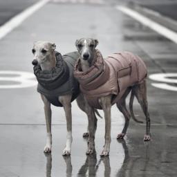 Jaqueta para cães de estimação colete inverno quente para baixo colete roupas à prova de vento para cães casaco para animais de estimação chihuahua buldogue francês outfits - Image 5