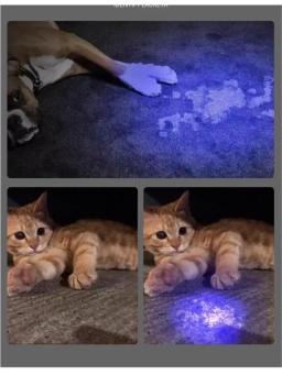 UV lâmpada de madeira veterinária, Pet fungo detecção, lanterna impermeável, pele luz ultravioleta, gato musgo tinea, espelho preto, 365 - Image 6