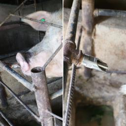 Bebedor De Bebedor De Mamilo De Porco Automático De Aço Inoxidável, Alimentador De Animais, Ferramentas De Equipamentos De Criação De Pecuária De Fazenda - Image 6
