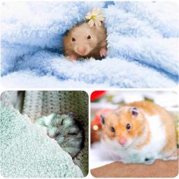Fleece Cage Liners para pequenos animais de estimação, cobertores macios, cobaia, hamster, tapete de cama, toalhas de banho, acessórios hamster, itens, 2pcs - Image 5