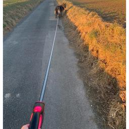 3m, 5m, 8m, 50kg, retrátil, Coleira de Roleta para Cachorro Pequeno e Grande, Ajustável, Durável, Caminhada, Caminhada, Bulldog Rope - Image 6