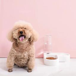 Double Pet Feeding Bowl Set, Food Bowl, adequado para gatos e cães pequenos - Image 2