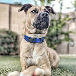 Suprimentos para animais de estimação coleira de cachorro colar de náilon ajustável coleira reflexiva para cães pequenos e médios/grandes buldogue beagle - Image 6
