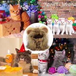 Leão juba cosplay peruca para gato, pele-friendly, pet trajes, transformar seu gato em um forte - Image 5