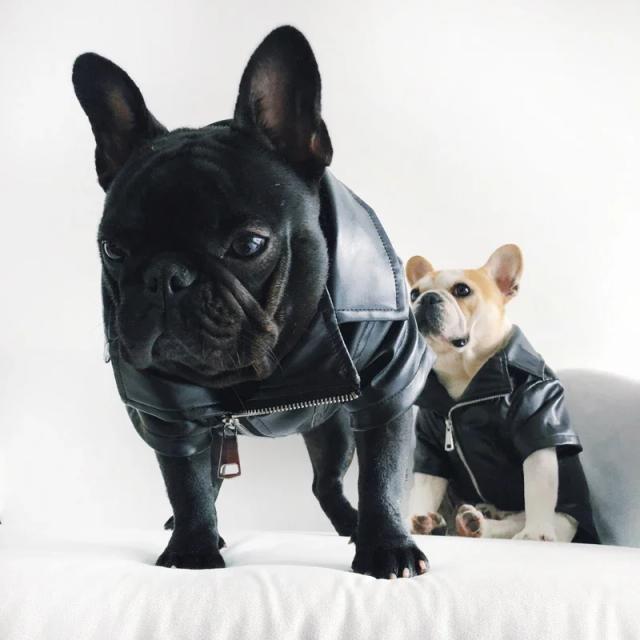 Jacket MPK-Soft para Cães: Tecido Confortável com Interior em Couro de Poliuretano e Estilo em Flanela para o Inverno