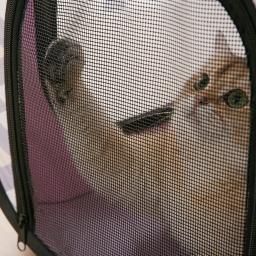 Casa Gato Gaiola Gato Suprimentos Limpeza Gato Gaiola Secagem Gato Prevenir Perda Cabelo Pet Gato Banho Secagem Suprimentos Pet Lavagem e Secagem - Image 5