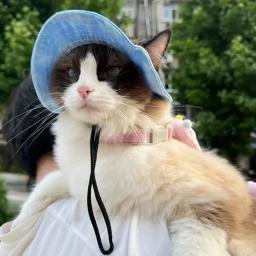 Chapéu de gato com furos de orelha, estilo tingido, boné de estimação, acessórios de higiene, chapéu engraçado Sphynx - Image 6