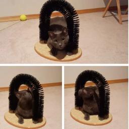 Brinquedo arco interativo para gato, dispositivo auto-aliciamento, cinto para animais de estimação, massagem removível, brinquedo de fricção, acessórios para gatos - Image 6