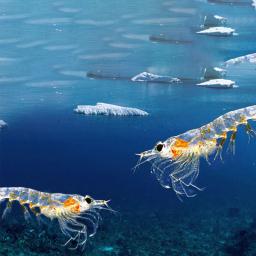 Animais de estimação gato liofilizado petiscos antártico krill engorda guelras em gatinho gato comida de gato grampo animal de estimação baixo sal alimentos para animais de estimação - Image 5