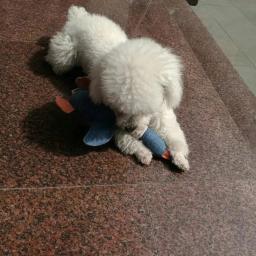 Goose Squeaky Stuffed Plush Animals, Brinquedos de Treinamento para Chewers Agressivos, Cão e Gato, Raça Pequena, Decoração da Casa, 1 PC - Image 5