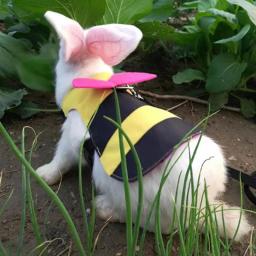 Pequeno Animal Arnês Trela Set Ajustável Arnês Macio Com Trela Elástica Para Coelhos Chinchilas Hamsters Gatos Pet Vest Roupas - Image 2