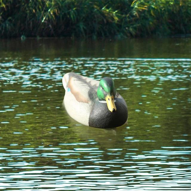 Chamariz Flutuante de Pato Plástico voltado para Mulheres