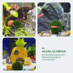 Bolas de musgo Marimo para aquário vivo, algas vegetais, peixe e camarão, ornamento de tanque, simulação artificial, planta verde, 2cm-4cm - Image 5