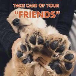 Pet Paw Balm Bálsamo Cuidados com os Pés, Soles Foot Pad, Óleo protetor para cães e gatos, Hidratante Doméstico, Creme Paw Inverno, Pet Supplies - Image 3
