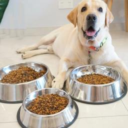 Tigelas para gatos e cães de estimação, alimentador de aço inoxidável, tigela de água para animais de estimação, cães, gatos, filhote de cachorro, prato de comida ao ar livre, xs/s/m/l/xl/xxl mascotas - Image 1