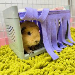 Suave confortável Hide House Bed Tassel porta cortina, lavável pequenos animais, gaiola de hamster, acessórios para cobaia, Pet Supplies - Image 6