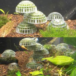 Plantas De Aquário E Bolas De Camarão, Peixes De Aquário, Peixes Vivos Vivos, Bola De Musgo, Grama Água - Image 3