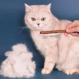 Removedor De Cabelo De Pet De Aço Inoxidável, Pente De Gato Sólido, Escova De Cão De Higiene, Ferramenta De Limpeza, Suprimentos De Cão, Punho De Madeira - Image 2