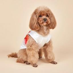 Camisas de futebol para animais de estimação, roupas para cães, camiseta respirável, moletom para cães pequenos e médios e gatos - Image 3