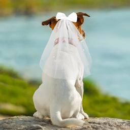 Véu com arco para cachorro, Vestido de noiva com decoração, Traje de noiva - Image 6