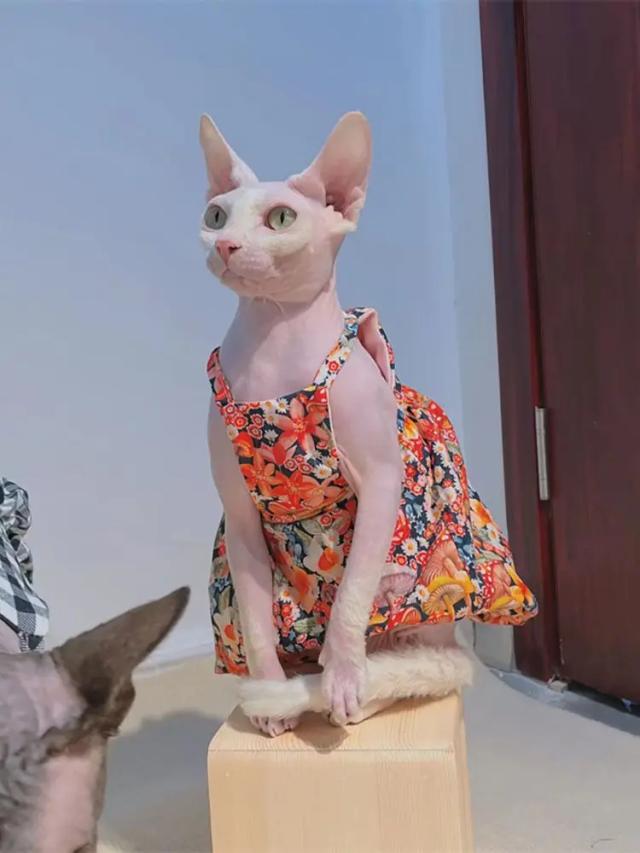 Vestido Vintage Princesa para Gatos Sphynx: Clássico Sem Pêlos para o Verão e Primavera