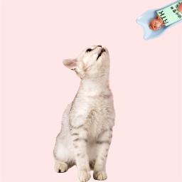 Líquido Alimentador Strip para Wet Cat, Squeeze colher, Lickable Snack Ferramenta de Alimentação, Pet Shop, Treats - Image 6