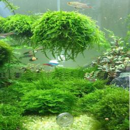Plantas De Aquário E Bolas De Camarão, Peixes De Aquário, Peixes Vivos Vivos, Bola De Musgo, Grama Água - Image 2