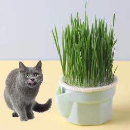Projeto Hierárquico Cat Grass Cultivo Cup com Soilless Cultivo Reutilizável Catnip Growing Container Seed Germination Bandeja - Image 4