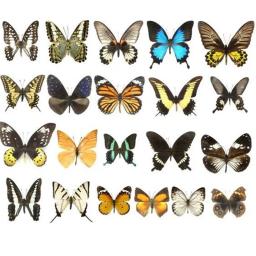 20 pçs natural real natural não montado borboleta espécime material de arte colorido misto le papillon decoração para casa diy - Image 4