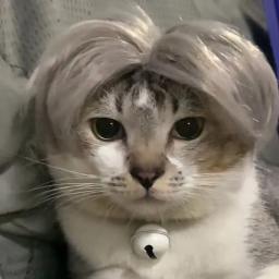 Trajes de chapéu de cabelo, perucas de estimação, adereços cosplay, acessórios de cabeça para o Halloween, Natal, animais de estimação, engraçado, cães, gatos - Image 2