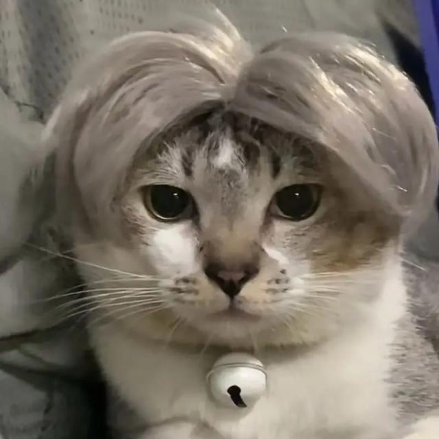 Trajes e Acessórios Divertidos para Animais de Estimação: Chapéus, Perucas e Adereços Cosplay para Halloween e Natal